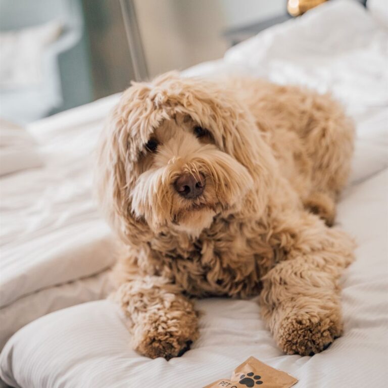 Dog on bed in Standard room